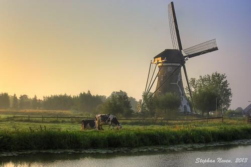 nature windmill dutch sunrise landscape cow nederland polder hdr molen krimpenerwaard haastrecht vlist