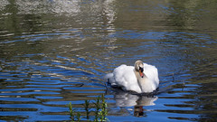 Swan in Bowlands lake