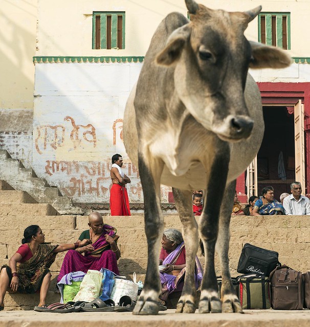 cow & pilgrims: India 2012 trip revisited