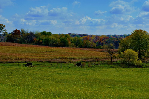 green fall corn nikon cows farm fallcolors grasses farmfield d3200 cmwdgreen