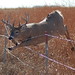 Barb-wire deer