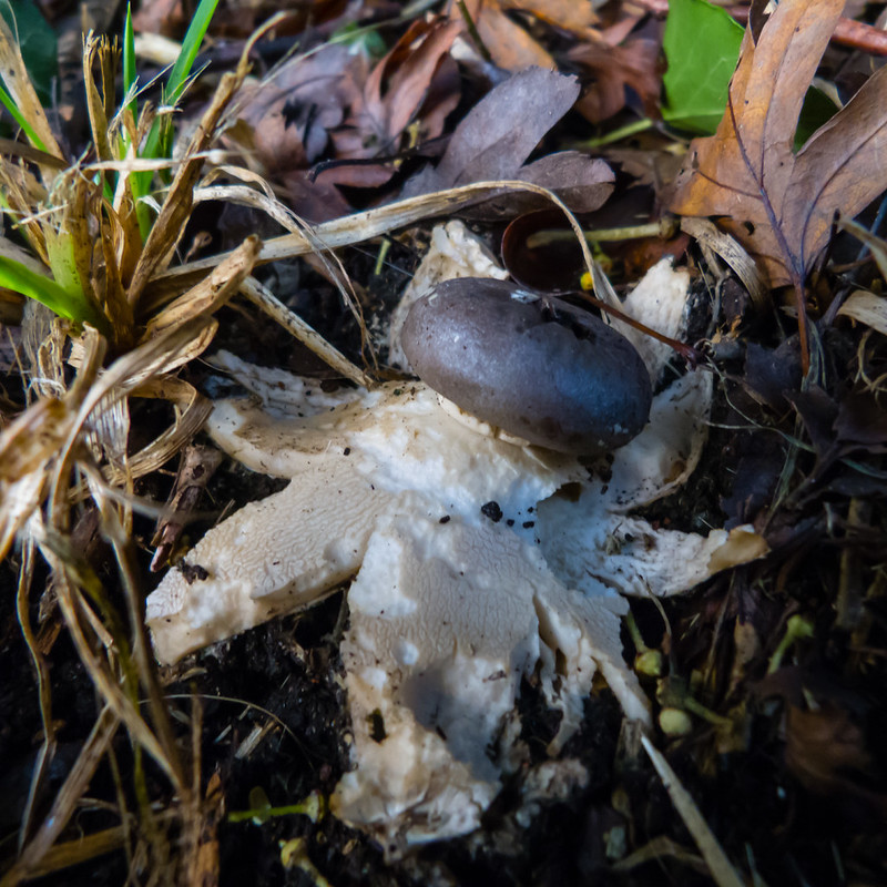 Crowned earth star, Compton