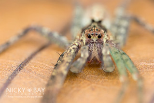 Huntsman Spider (Heteropoda sp.) - DSC_5285