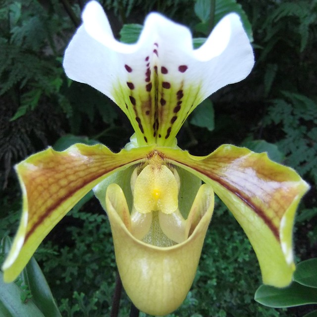 Orchid @ KEW Festival 2014 :  Paphiopedium Hybrid, Princess of Wales Conser'y @ 8 February 2014