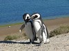 Tučňáci na Valdesu, foto: Karel Janů