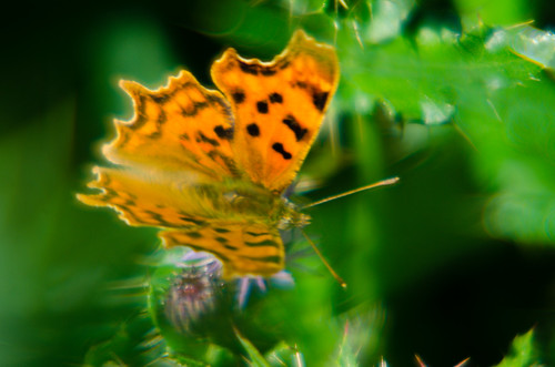 Comma butterfly feeding on thistle flower