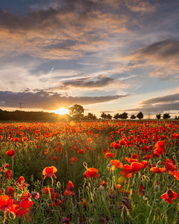 Poppy Field Sunset [EXPLORED]