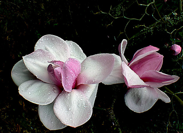 Magnolia in the rain.