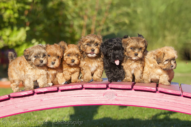 7 Havanese puppys of 7 weeks in a row on a bridge!