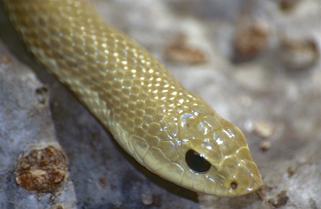 Madagascan Golden Hognose Snake (Leioheterodon modestus)