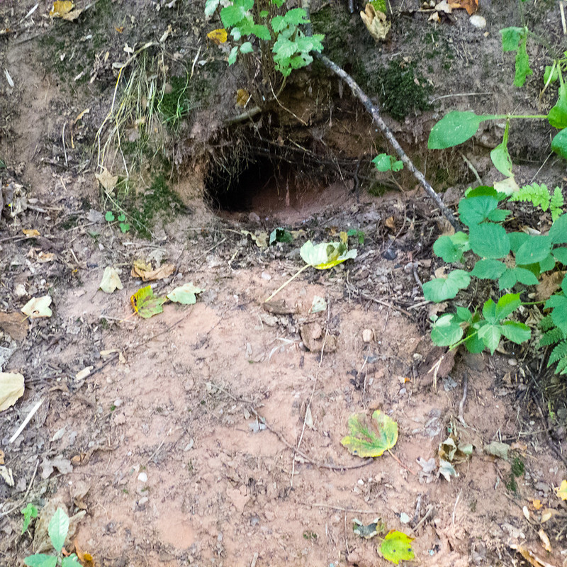 Sett