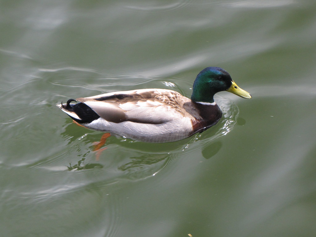 Duck in Annapolis Harbor