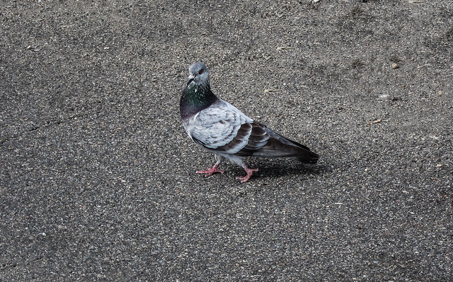 Yep!  Just a Pigeon