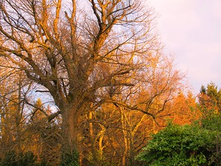 Lygan-y-Wern: trees in evening glow
