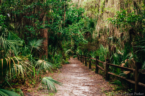 park nature forest fence landscape woods florida outdoor hiking scenic conservation palm trail jungle tropical government environmentalism pathway palmetto corruption debary centralflorida volusiacounty geminisprings springhunters floridahikes springshed