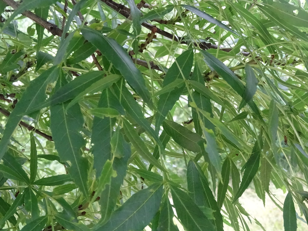 Feuilles du Frêne à feuilles étroites, Fraxinus angustifolia, Oléacées