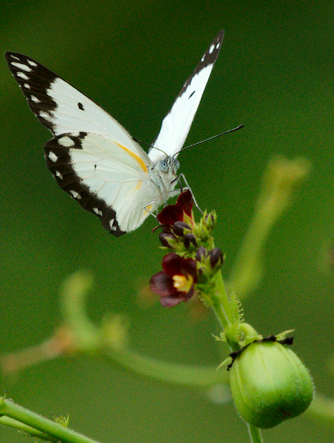 Ghana Butterfly - African Common White