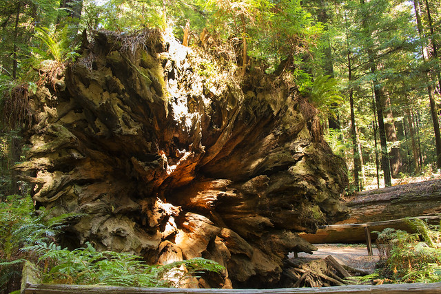 Redwood Tree Sequoia sempervirens_4253