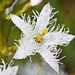 Flickr photo 'Menyanthes trifoliata GS100613-033' by: Sarah Gregg Lynkos.