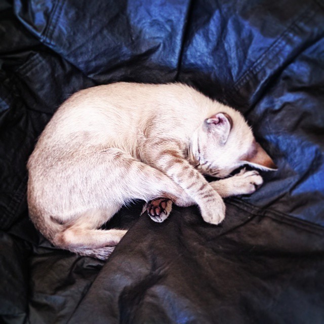 mas que sonequinha gostosa ????? #cat #sleeping #lazy