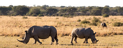 Rhinoceros, Botswana
