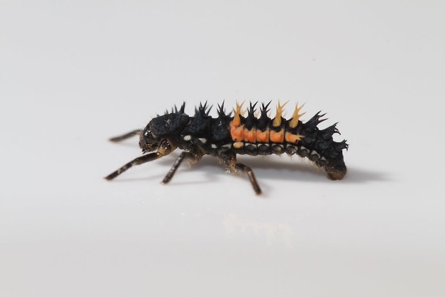 Asian ladybeetle larva