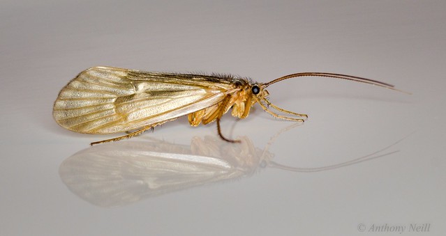 Gold moth