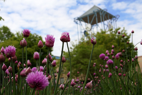 Flowering Chives in front of Memorial Union