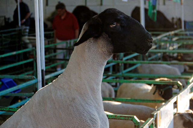 Curious 4-H Sheep, Western Montana Fair