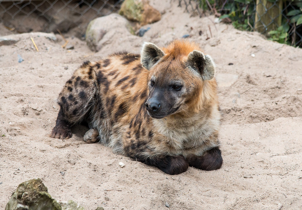 Spotted hyena