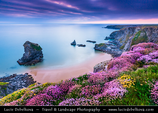 UK - England - Cornwall - Carnewas & Bedruthan Steps with Sea Pink or Purple Sea Thrift Flower during stormy sunset