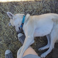 Ten cuddling my feets :heart_eyes: #husky #huskymix #h2m2 #whiteshepherd #dogs