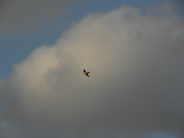 Hirundo rustica (Barn Swallow / Boerenzwaluw)