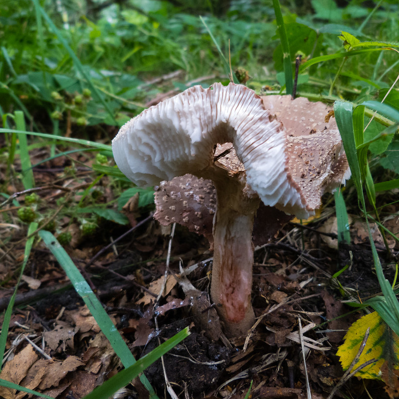 Grey spotted amanita