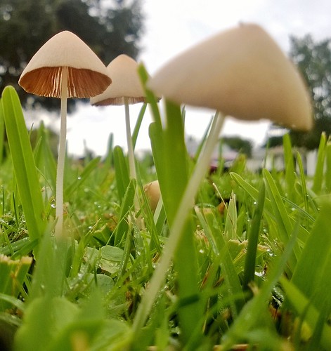macro green grass closeup catchycolors mushrooms drops dew fav5 views100 lumia928