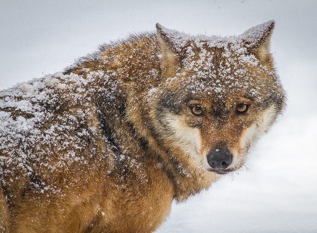 Wolf / Loup