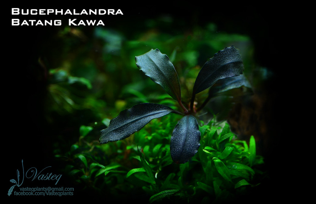 Bucephalandra sp. Batang Kawa | Tomasz Wastowski | Flickr