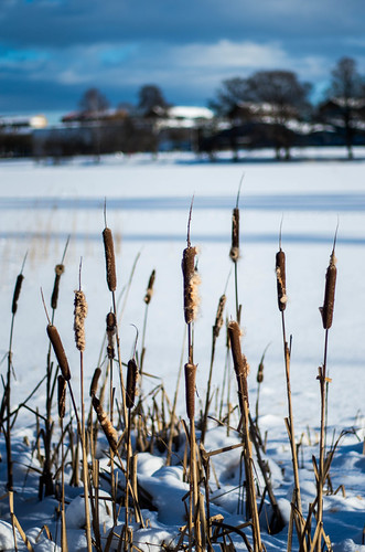 reeds n bokeh by Mange J, blue trees winter sky sun snow cold tree ice water view pentax sweden bokeh sunny karlstad sverige v