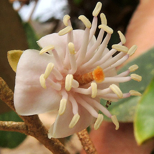 colombia cartagena totumo capparidaceae