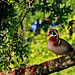 Flickr photo 'Wood Duck (Aix sponsa)' by: Mary Keim.