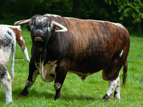 Long-horned bull, Chillington
