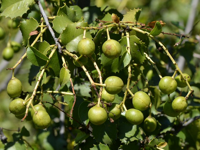 Unripe fruit of native Holly-leaved Cherry (Prunus ilicifolia, Rosaceae)