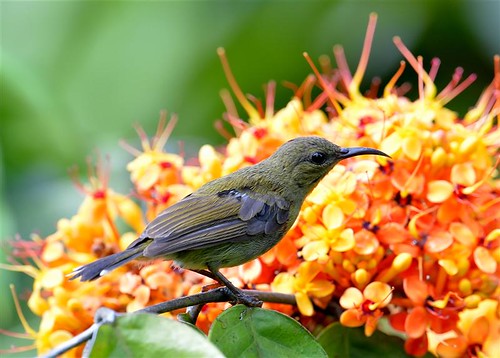 Purple-throated sunbird (F) | by NatureInYourBackyard