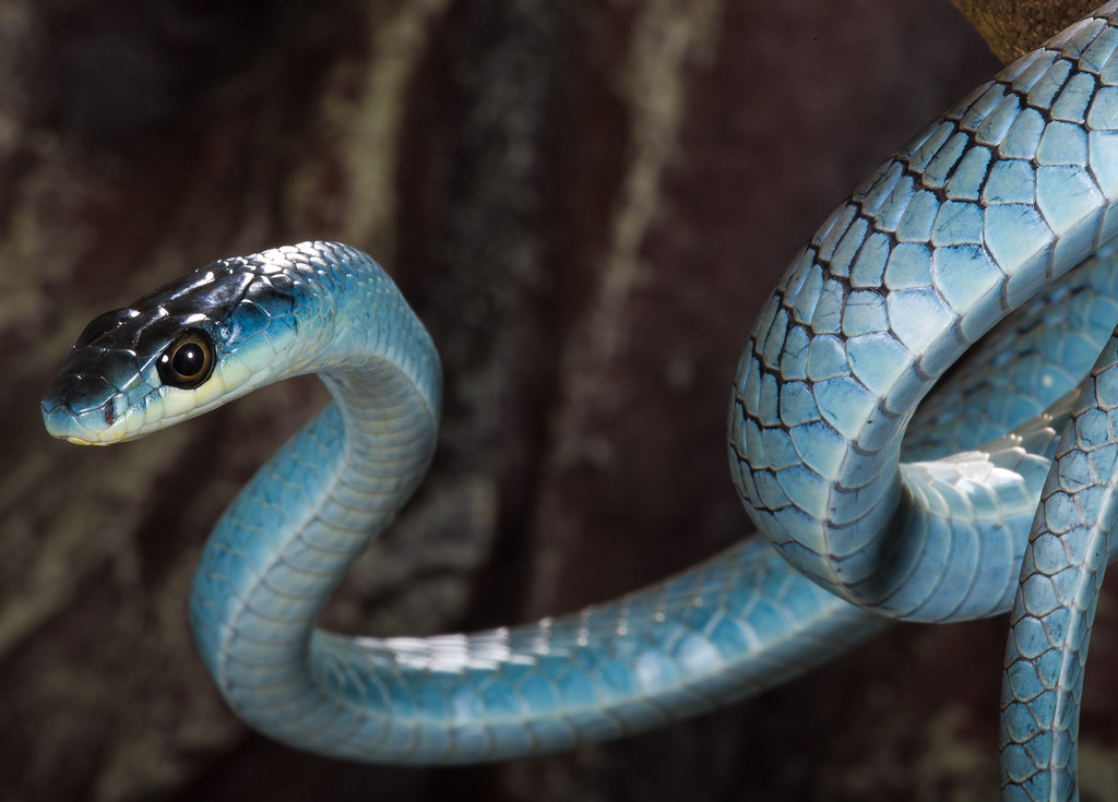 Blue Phase Green Tree snake.