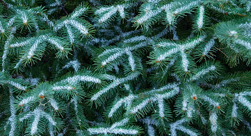 snow tree spruce