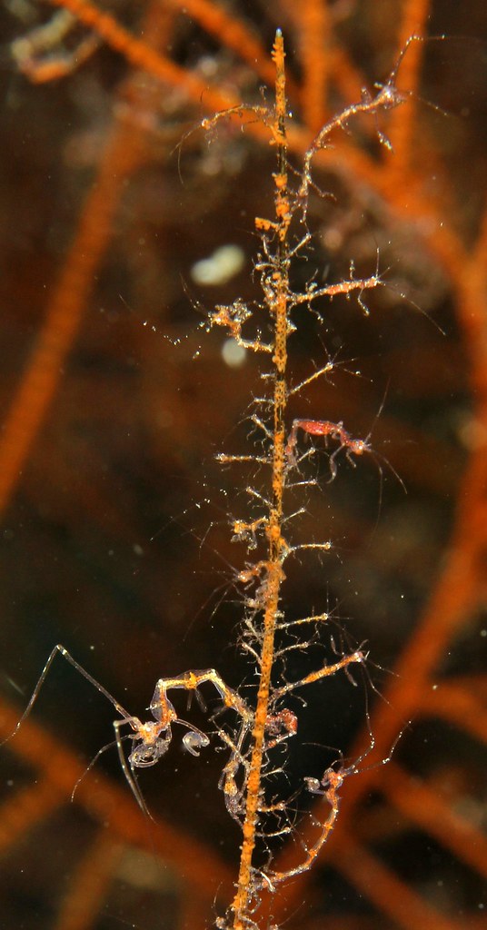 Caprellide sp. (Skeleton Shrimp), scuba diving Romblon, Ph… | Flickr