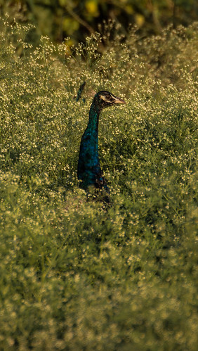 Colour splash - (Pavo cristatus) | by E.R.Hphoto