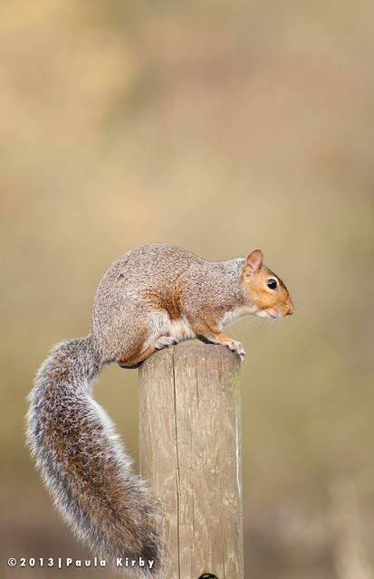 Squirrel Balance