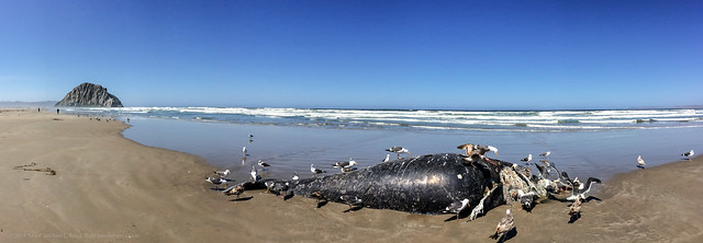 Gray Whale Calf, deceased, seen here 10 May 2014