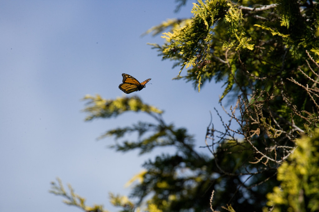 Monarch butterfly (Danaus plexippus)